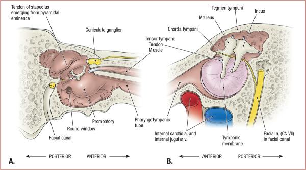 thumbs/Tympanic Cavity.jpeg.jpg